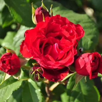 Rosa Florentina ® - červený - stromčekové ruže - Stromkové ruže, kvety kvitnú v skupinkách