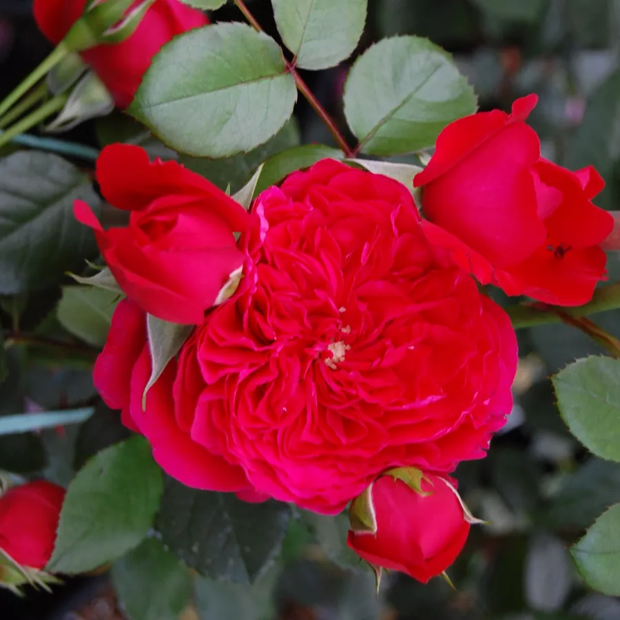 Rouge - Rosier - Florentina ® - rosier en ligne pépinières