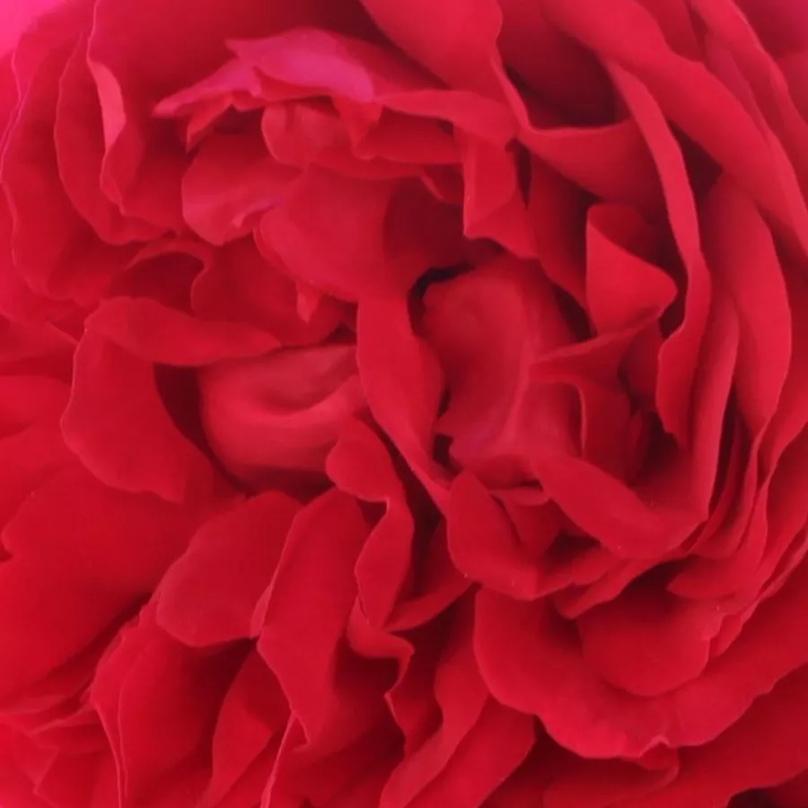 W. Kordes & Sons - Róża - Florentina ® - sadzonki róż sklep internetowy - online