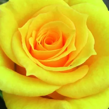 Rózsák webáruháza. - sárga - törpe - mini rózsa - Flower Power Gold™ - diszkrét illatú rózsa - tea aromájú - (40-50 cm)