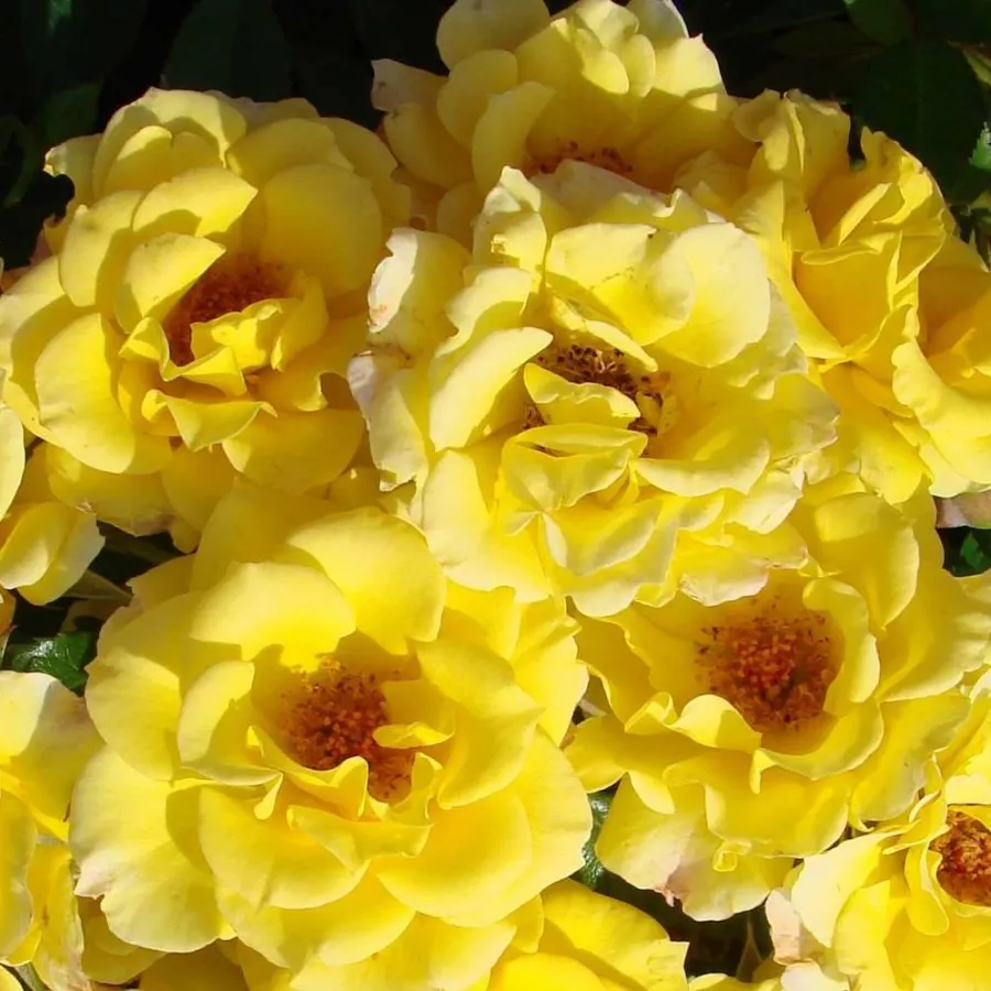 žuta boja - Ruža - Flower Power Gold™ - Narudžba ruža