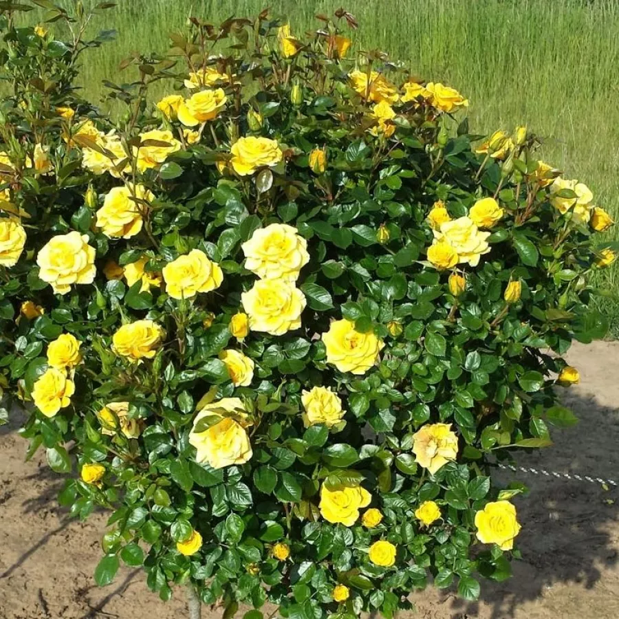 120-150 cm - Rosa - Flower Power Gold™ - 