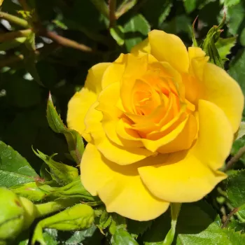 Rosa Flower Power Gold™ - giallo - rosa ad alberello - Rosa ad alberello…..