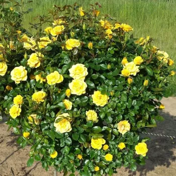 Zlatožltá - Stromková ruža s drobnými kvetmistromková ruža s kompaktným tvarom koruny