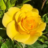 žuta boja - diskretni miris ruže - Mini - patuljasta ruža - Rosa Flower Power Gold™