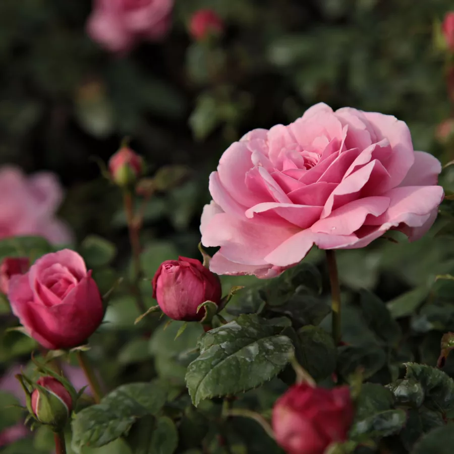 Diskreten vonj vrtnice - Roza - Fluffy Ruffles™ - Na spletni nakup vrtnice
