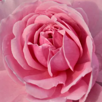 Online rózsa rendelés  - virágágyi floribunda rózsa - rózsaszín - diszkrét illatú rózsa - fahéj aromájú - Fluffy Ruffles™ - (70-100 cm)
