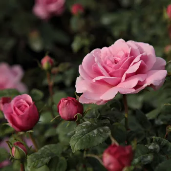 Rosa Fluffy Ruffles™ - rózsaszín - magastörzsű rózsa - csokros virágú