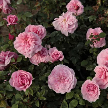 Világos rózsaszín - magastörzsű rózsa - csokros virágú