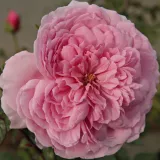 Drevesne vrtnice - roza - Rosa Fluffy Ruffles™ - Diskreten vonj vrtnice