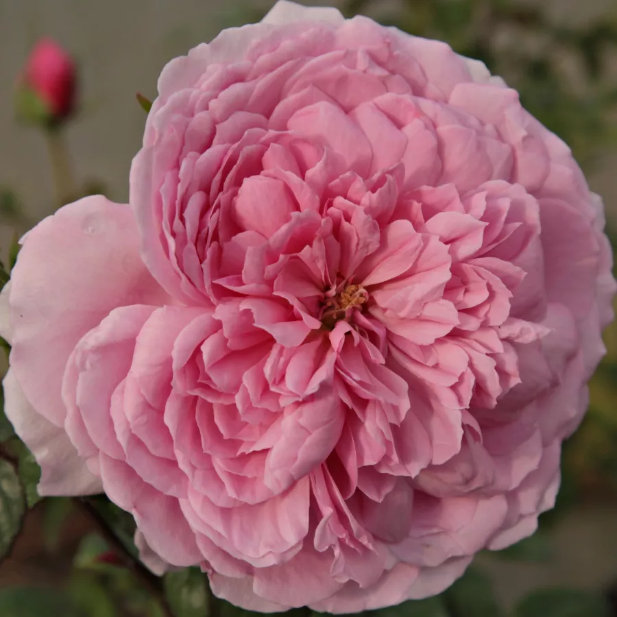 Trandafir cu parfum discret - Trandafiri - Fluffy Ruffles™ - comanda trandafiri online