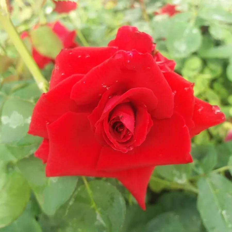 červený - Ruža - Fountain - Ruže - online - koupit