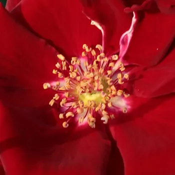 Rosen Gärtnerei - teehybriden-edelrosen - rot - Rosa Fountain - stark duftend - Mathias Tantau, Jr. - Zwischen ihren besonderen, hellen Blütenblättern sind ihre goldgelben Staubgefäße gut sichtbar.