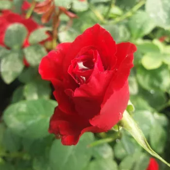 Rosa Fountain - rouge - rosier haute tige - Fleurs hybrid de thé
