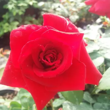 Jasnoczerwony - róża pienna - Róże pienne - z kwiatami hybrydowo herbacianymi