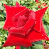 Vörös - intenzív illatú rózsa - gyöngyvirág aromájú - Online rózsa vásárlás - Rosa Fountain - teahibrid rózsa