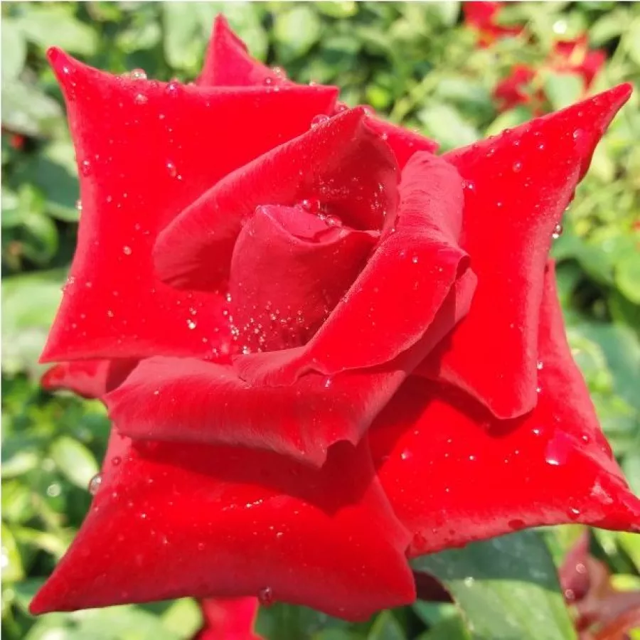 Roșu - Trandafiri - Fountain - răsaduri și butași de trandafiri 