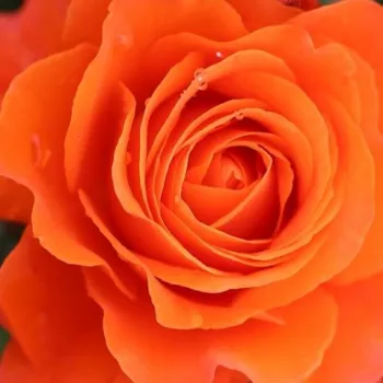 Online rózsa kertészet - narancssárga - virágágyi floribunda rózsa - For You With Love™ - diszkrét illatú rózsa - -- - (80-90 cm)
