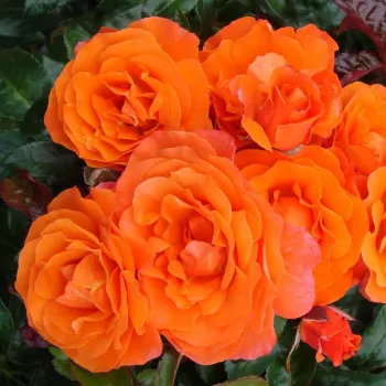 Pomarańczowy - róże rabatowe grandiflora - floribunda   (80-90 cm)