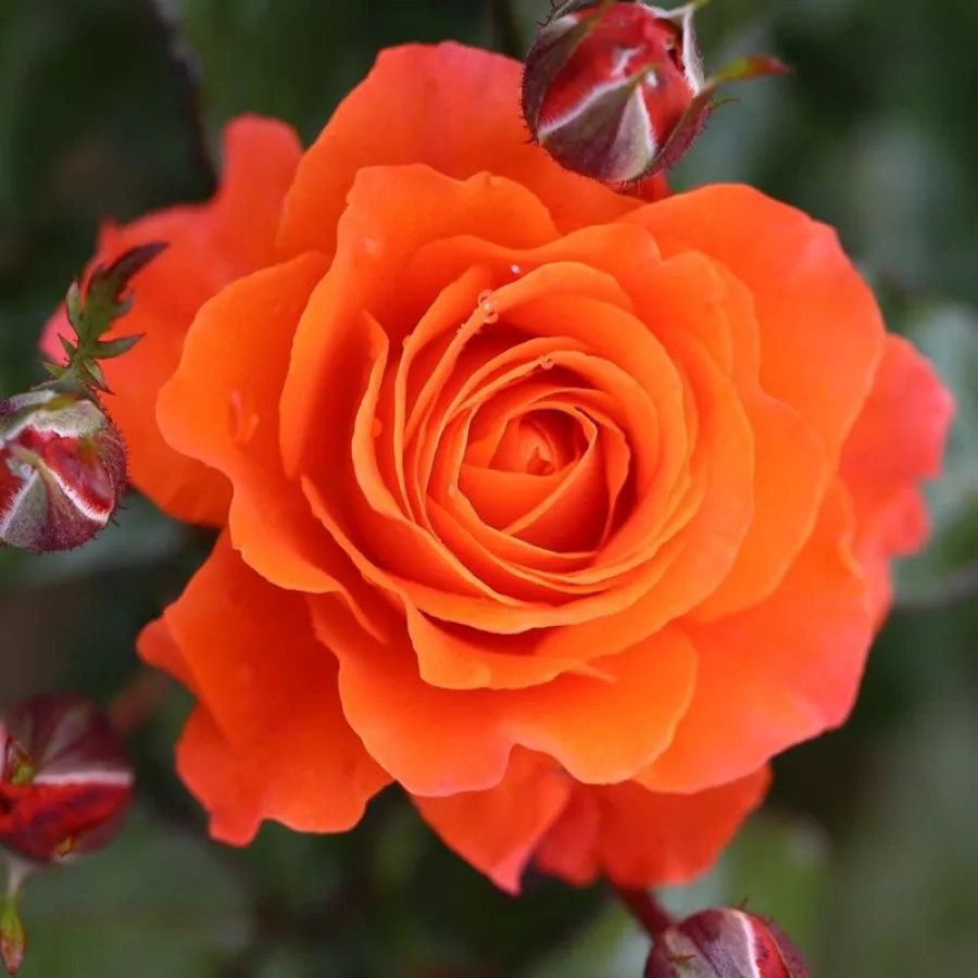 Naranja - Rosa - For You With Love™ - rosal de pie alto