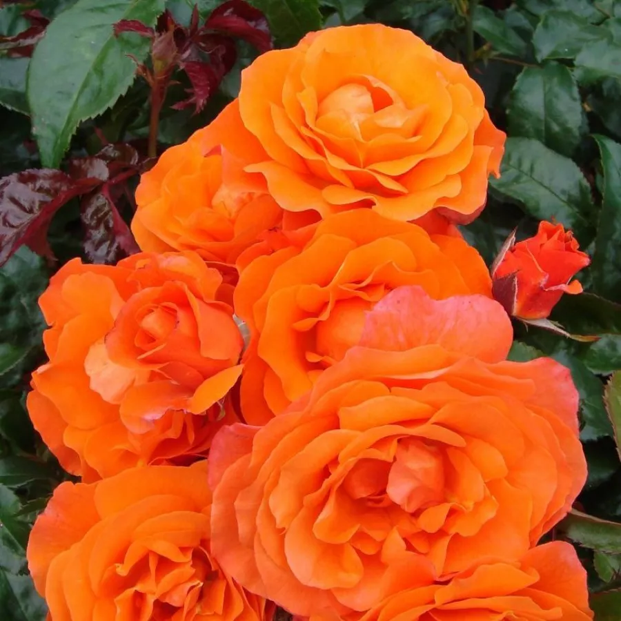 Gareth Fryer - Rosa - For You With Love™ - rosal de pie alto
