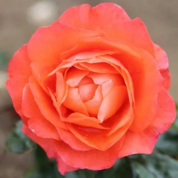 Rosa For You With Love™ - portocale - Trandafiri Floribunda
