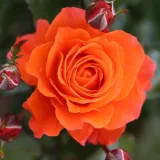 Záhonová ruža - floribunda - oranžový - Rosa For You With Love™ - mierna vôňa ruží - vôňa divokej ruže
