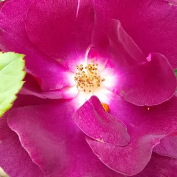 Rózsa rendelés online - lila - virágágyi floribunda rózsa - Forever Royal™ - diszkrét illatú rózsa - fahéj aromájú - (90-100 cm)