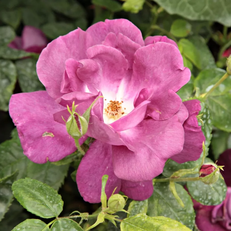 Róże rabatowe grandiflora - floribunda - Róża - Forever Royal™ - Szkółka Róż Rozaria