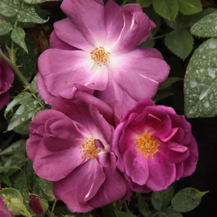 Porpora - Rosa - Forever Royal™ - Produzione e vendita on line di rose da giardino