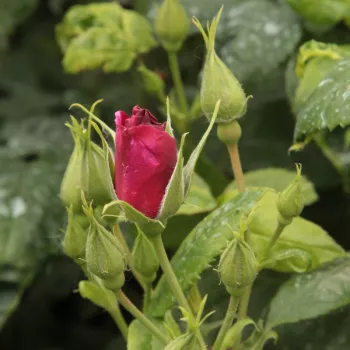 Rosa Forever Royal™ - fioletowy - róże rabatowe grandiflora - floribunda