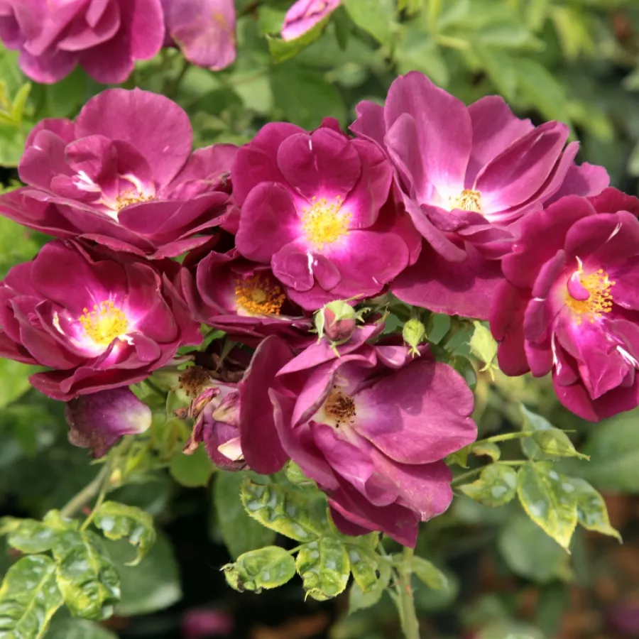 FRAnmite - Rosa - Forever Royal™ - Produzione e vendita on line di rose da giardino