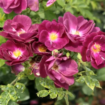 Ljubičasta  - Floribunda ruže   (90-100 cm)