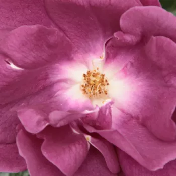 Róże krzewy, sadzonki - róże rabatowe grandiflora - floribunda - fioletowy - róża z dyskretnym zapachem - Forever Royal™ - (90-100 cm)
