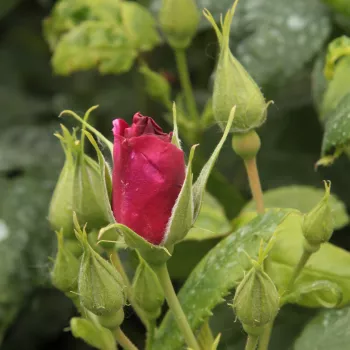 Rosa Forever Royal™ - lila - magastörzsű rózsa - szimpla virágú