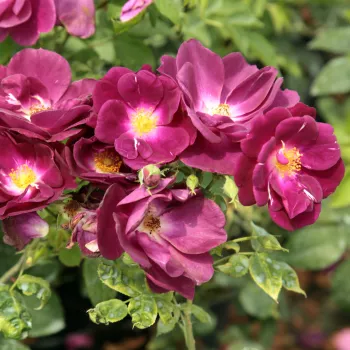 Lila - szimpla virágú - magastörzsű rózsafa - diszkrét illatú rózsa - fahéj aromájú