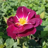 Rose Polyanthe - rosa del profumo discreto - porpora - produzione e vendita on line di rose da giardino - Rosa Forever Royal™