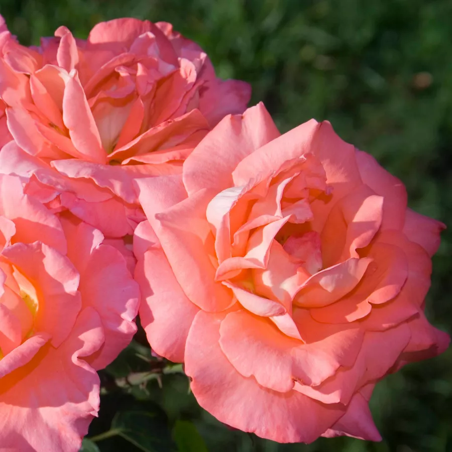 Arancia - Rosa - Fortuna® - Produzione e vendita on line di rose da giardino