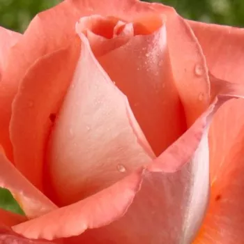 Szkółka Róż Rozaria - róża wielkokwiatowa - Hybrid Tea - pomarańczowy - róża z dyskretnym zapachem - Fortuna® - (60-100 cm)