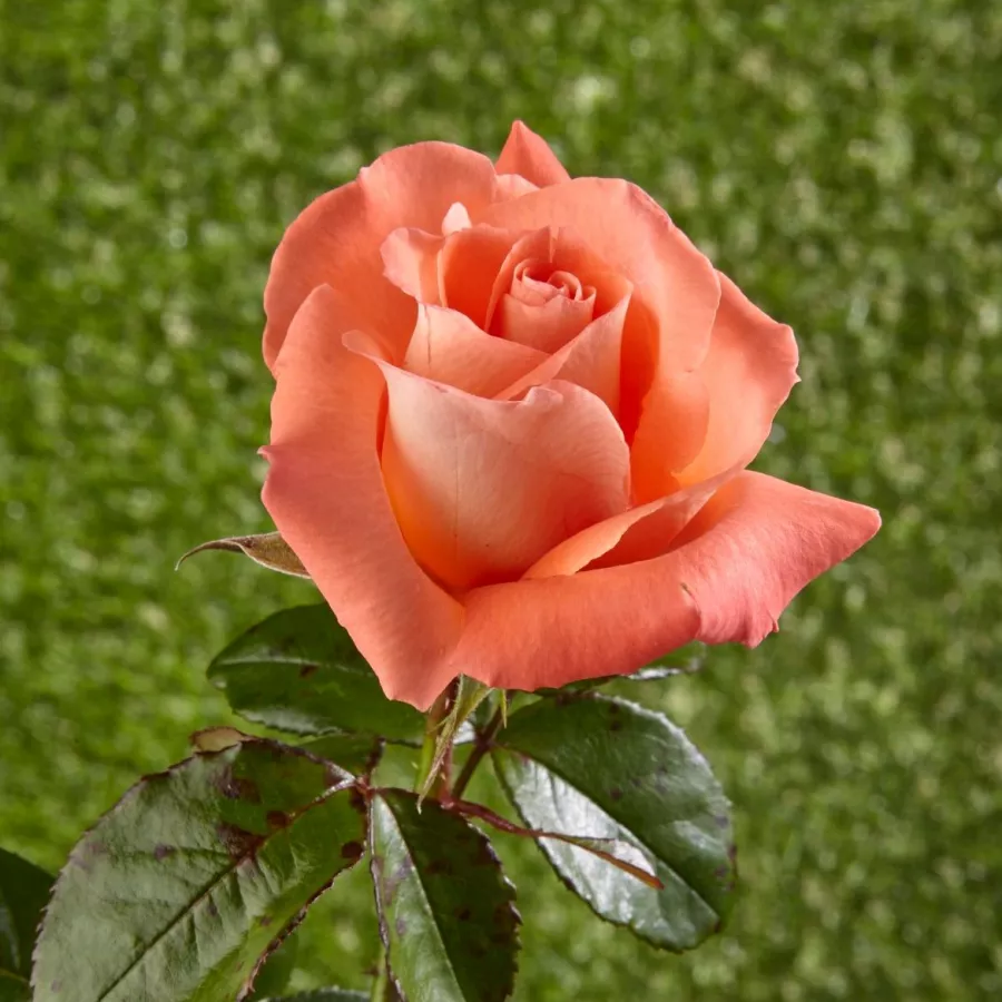 Trandafiri pomisor - Trandafir copac cu trunchi înalt – cu flori teahibrid - Trandafiri - Fortuna® - 