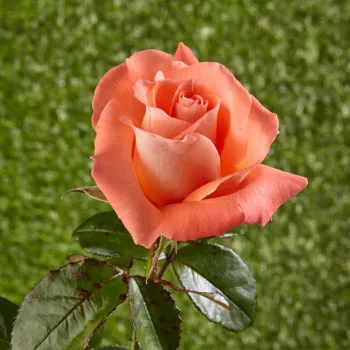 Rosa Fortuna® - naranja - Árbol de Rosas Híbrido de Té - rosal de pie alto- forma de corona de tallo recto