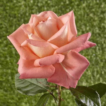 Łososiowy, z żółtymi wnętrzami płatków - róża pienna - Róże pienne - z kwiatami hybrydowo herbacianymi