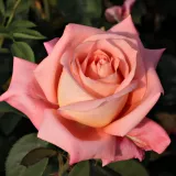Stromčekové ruže - oranžový - Rosa Fortuna® - mierna vôňa ruží - vôňa divokej ruže