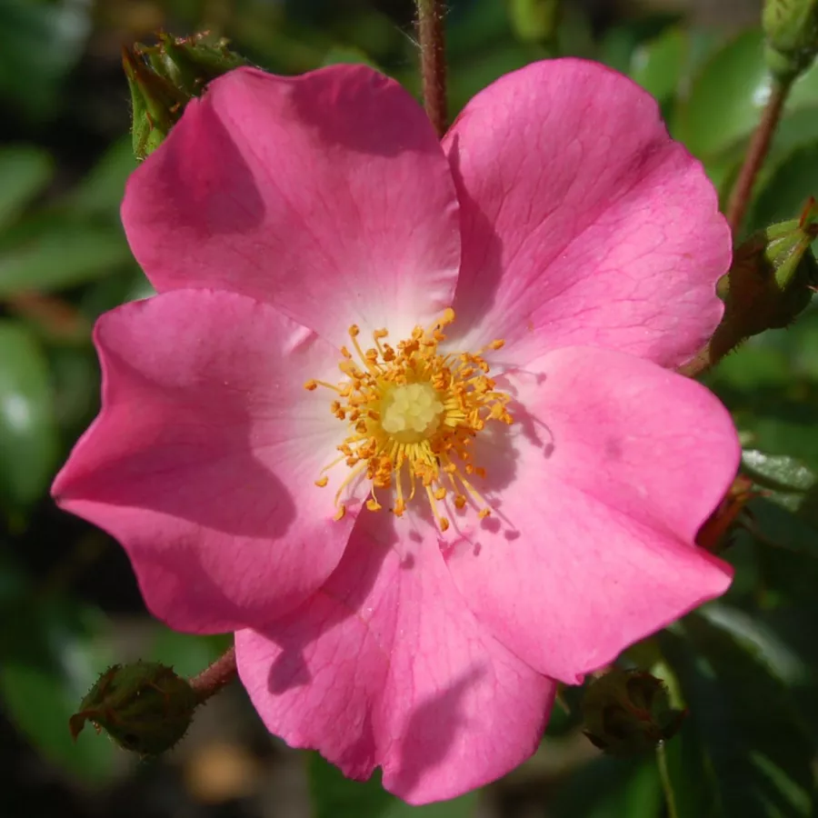 Virágágyi floribunda rózsa - Rózsa - Fortuna® - Online rózsa rendelés