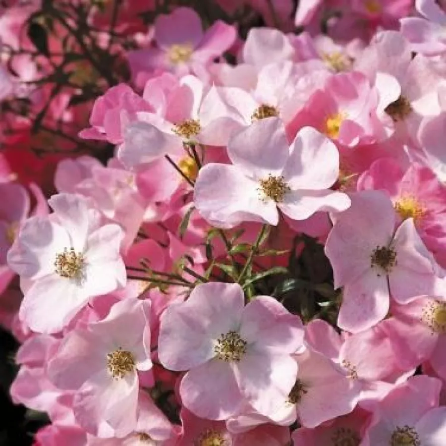 Rózsaszín - Rózsa - Fortuna® - Online rózsa rendelés