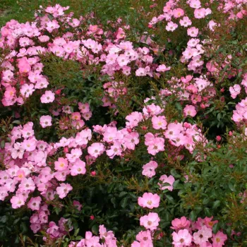 Rózsaszín fehéres árnyékkal - virágágyi floribunda rózsa   (50-70 cm)