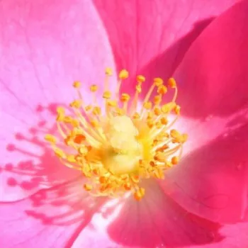 Rózsa kertészet - virágágyi floribunda rózsa - rózsaszín - nem illatos rózsa - Fortuna® - (50-70 cm)
