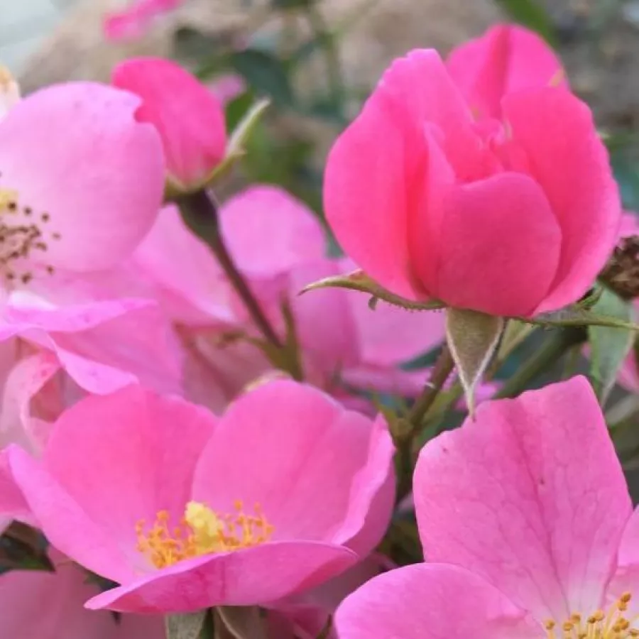Trandafiri pomisor - Trandafir copac cu trunchi înalt – cu flori mărunți - Trandafiri - Fortuna® - 