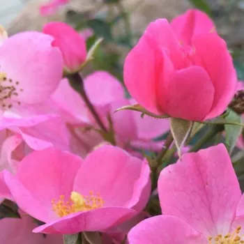 Rosa Fortuna® - rózsaszín - Apróvirágú - magastörzsű rózsafa- kompakt koronaforma