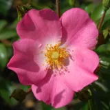 Záhonová ruža - floribunda - bez vône - ružová - Rosa Fortuna®